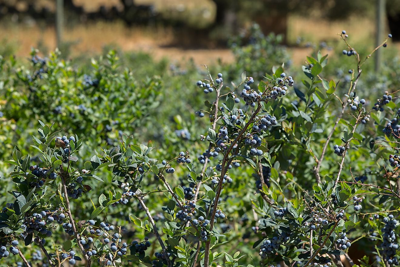 Blueberry crop monitoring solution